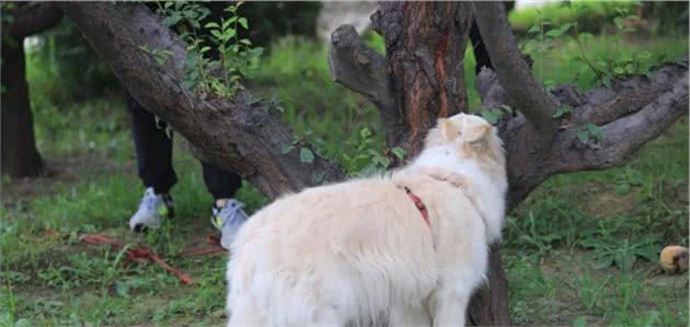 狗狗乱嗅存在三点弊端，铲屎官若不训练拒食，爱犬难免受伤害