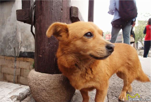 狗狗乱嗅存在三点弊端，铲屎官若不训练拒食，爱犬难免受伤害