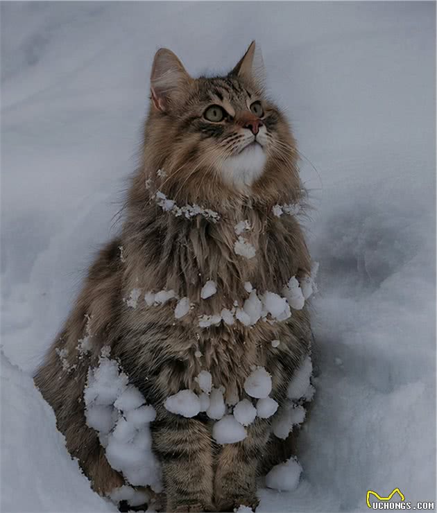 冬日里的雪地精灵—来自北欧国家的挪威森林猫