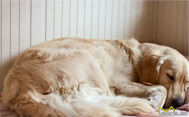 金毛犬出现这些行为，可能处于“痛苦”之中，主人别视而不见