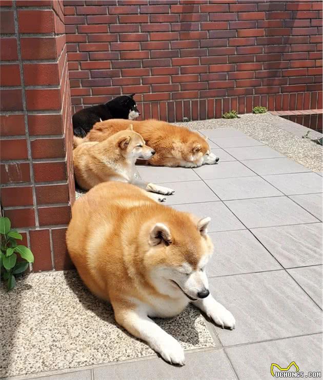 柴犬胖成一头”海豹“，网友看完它的饭量后全呆住了