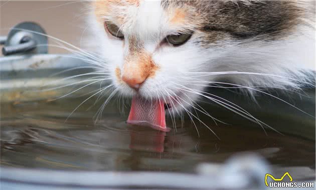 酷热的夏季来临，如何让猫咪安全度夏？