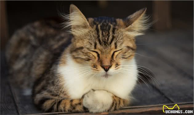 酷热的夏季来临，如何让猫咪安全度夏？