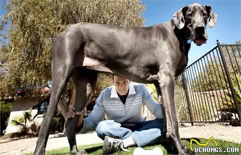 世界上最大的犬种原来是这三种，喜欢大型犬的朋友注意了！