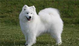 寻根问祖系列（42）：萨摩耶犬（Samoyed）