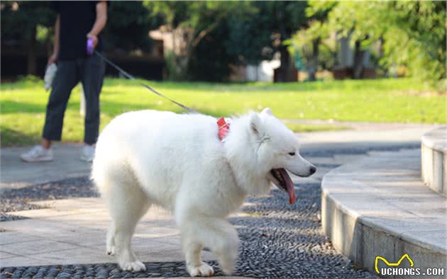 辟谣，并非只有边牧才能玩飞盘，金毛等群犬表示可尝试