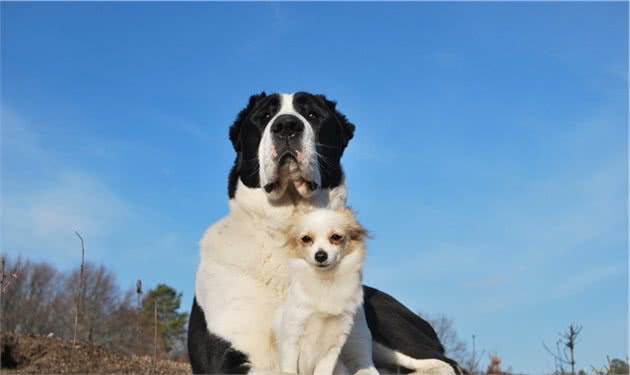 被誉为“最凶狠”的狗狗之一—中亚牧羊犬