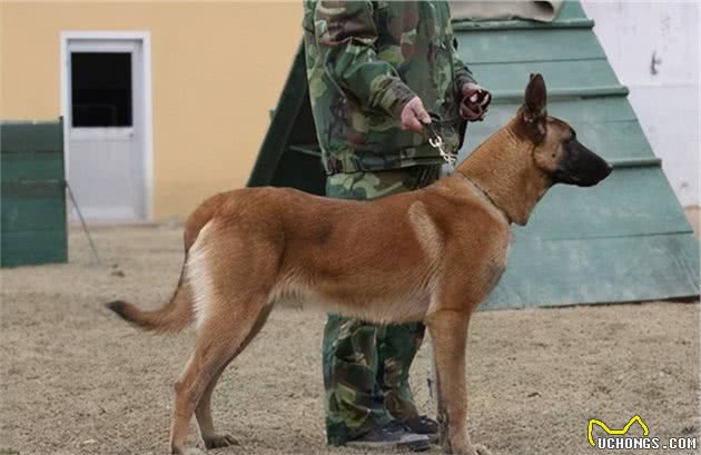 马犬在国内的“地位”越来越高，离不开这几个优点