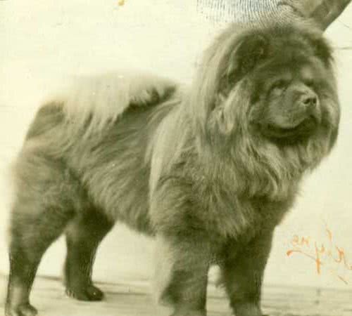 寻根问祖系列（125）：松狮犬（ChowChow）