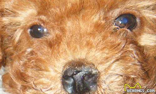 狗狗急性和慢性鼻炎不一样,慢性鼻炎危害更大,主人该怎么分辨?