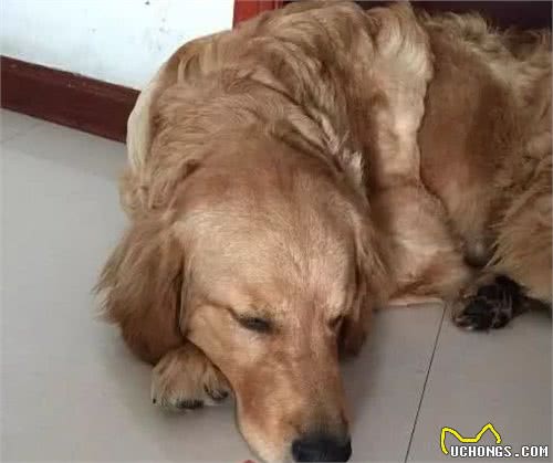 狗狗急性和慢性鼻炎不一样,慢性鼻炎危害更大,主人该怎么分辨?