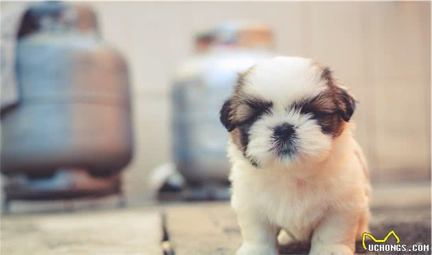 狗狗急性和慢性鼻炎不一样,慢性鼻炎危害更大,主人该怎么分辨?