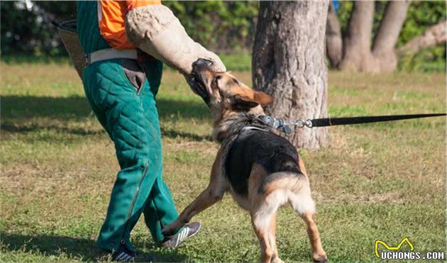 世界犬种智商排行榜第三位，德国牧羊犬