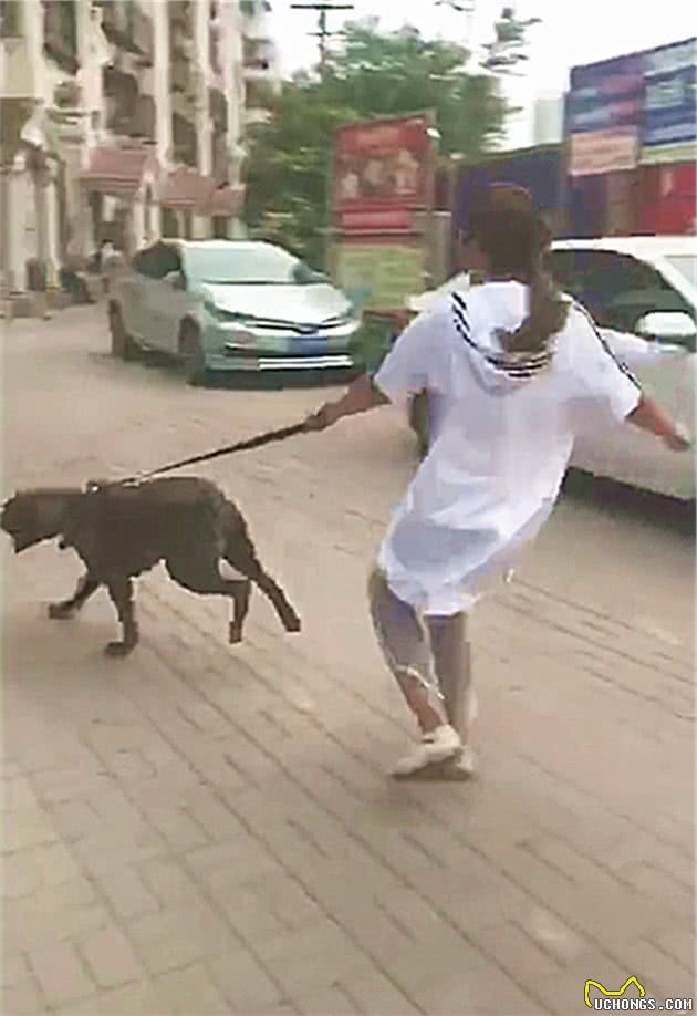 宠物狗不认主之行为解析，把狗养成恶犬不如不养