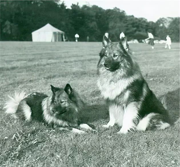 寻根问祖系列（18）：荷兰毛狮犬（Keeshond）