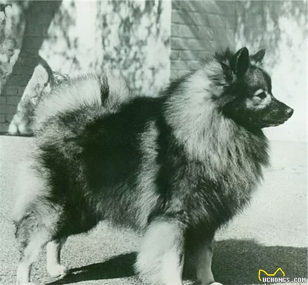 寻根问祖系列（18）：荷兰毛狮犬（Keeshond）