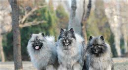 寻根问祖系列（18）：荷兰毛狮犬（Keeshond）