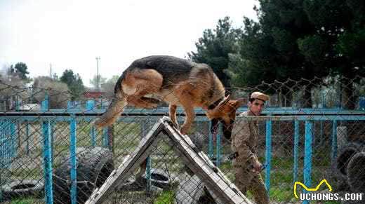 曾助力击毙本登，又帮剿杀巴格达迪，比利时马犬怎会如此厉害？