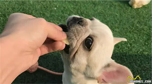 狗狗挑食怎么办？“饿一顿就好”真的靠谱吗？