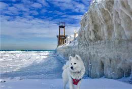 它能拉雪橇、能狩猎，比博美娇俏却终日活在萨摩耶的影子下