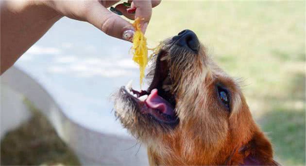 狗狗吃这8种健康食物，对“身体”有好处