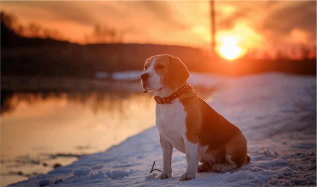 为什么管比格犬叫「大魔王」？