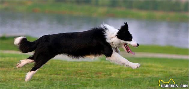 分享今日冷知识：智商分分钟碾压你的边境牧羊犬