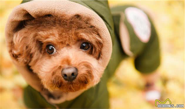 能让泰迪犬“开心”一整天的七件事，建议宠主常做