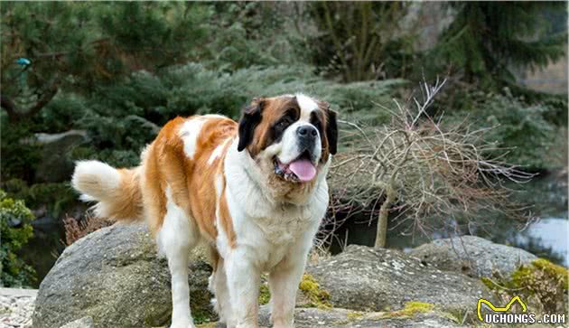 世界上名贵犬种清单（一）