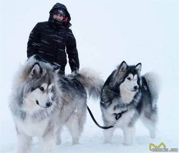 雪橇三傻“阿拉斯加犬”的七大缺点，敢养的人，都是勇士