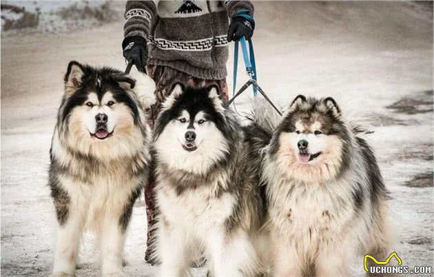 雪橇三傻“阿拉斯加犬”的七大缺点，敢养的人，都是勇士