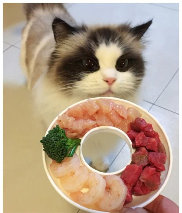 如何给猫咪选择肉类零食