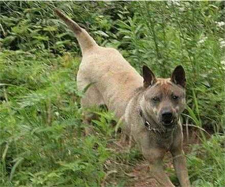 中华两大名猎，湖北箭毛猎犬和川东猎犬，现已处在灭绝的边缘