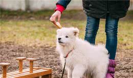 掉毛厉害的常见宠物犬，要想饲养，请考虑清楚