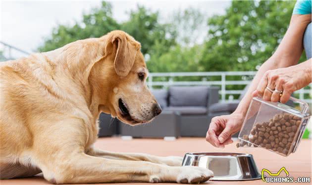 宠物中犬、猫的商品化饲粮加工工艺和营养配比及当前流行宠物食材