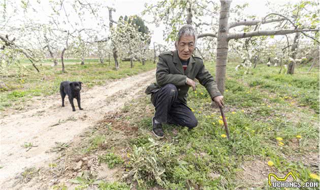 光棍大叔垃圾坑里捡条狗，竟是纯种中华田园犬，如今是他的保护神