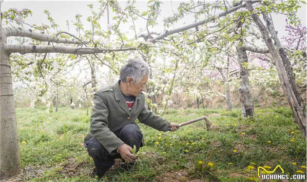 光棍大叔垃圾坑里捡条狗，竟是纯种中华田园犬，如今是他的保护神