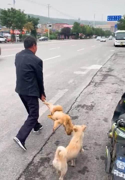 大黄狗发出哀嚎声，大爷感到疑惑，走近发现地上的狗眼泪止不住流