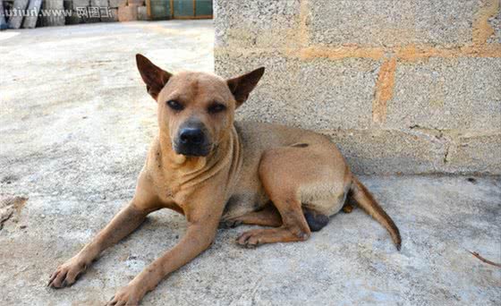 你了解繁殖犬的生存状态吗？你知道名贵幼犬是怎么来的吗？醒醒吧