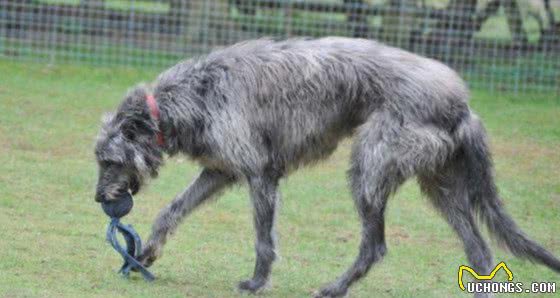 十大猛犬生人勿近