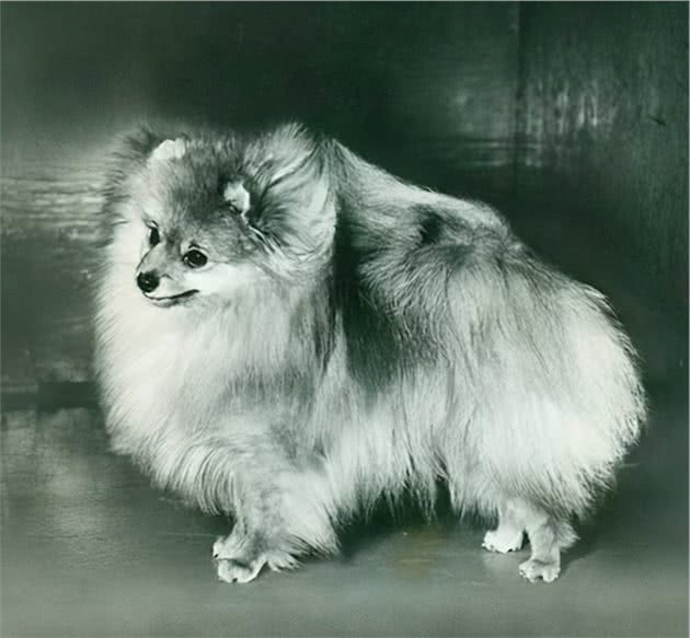 寻根问祖系列（28）：博美犬（Pomeranian）