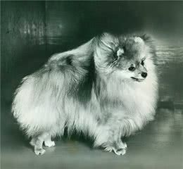 寻根问祖系列（28）：博美犬（Pomeranian）