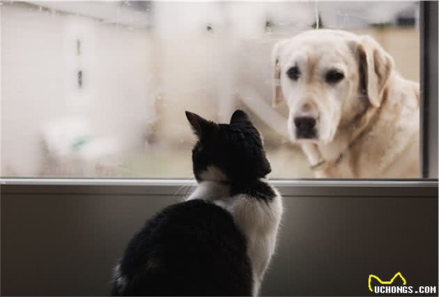 辟谣：狗狗打架总输给猫咪？别总抱怨汪星人太怂，性格差异是关键