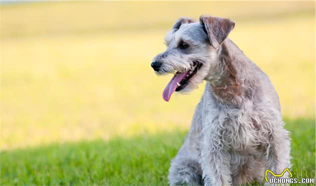 饲养雪纳瑞犬，主人做好这7点，狗子不再去医院