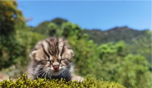 黑龙江清河柴火垛里发现豹猫幼崽，已被抱走，猫妈妈回来怎么办？