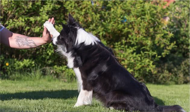 原来边牧犬舔这些地方，是有事情告诉你的