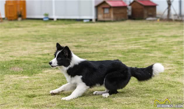 原来边牧犬舔这些地方，是有事情告诉你的