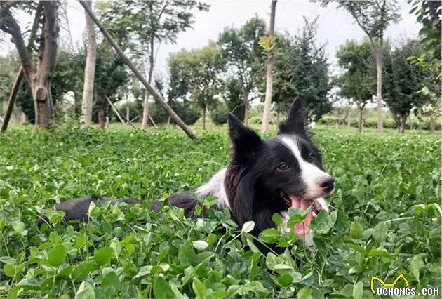 原来边牧犬舔这些地方，是有事情告诉你的