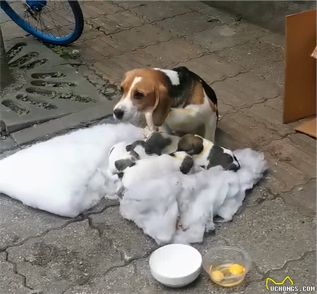 生产完的比格犬，和小狗一起被弃养，面对食物妈妈的反应让人泪目