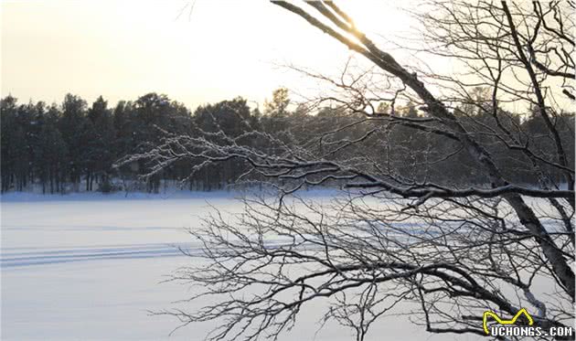 我是新手过足瘾！乐翻天的芬兰北极圈狗拉雪橇